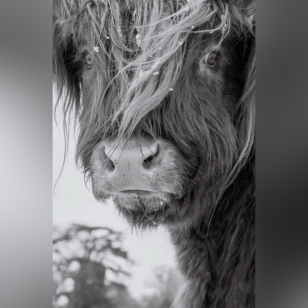 Highland Cow Art Print- Color Art Print- 8.5”x11”- Teenage Cow Closeup